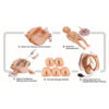 GD 高級腹部觸診、分娩機轉綜合模型 (GD/F54)