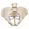GD 骨盆測量示教模型 (GD/F24)