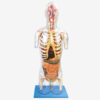 GD 透明半身軀幹附內臟模型 (GD/A10004)
