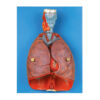 GD 喉、心、肺模型 (GD/A13012)