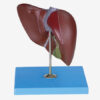 GD 肝臟模型 (GD/A12008)