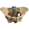 GD 女性骨盆附盆底肌和神經模型 (GD/A15106)