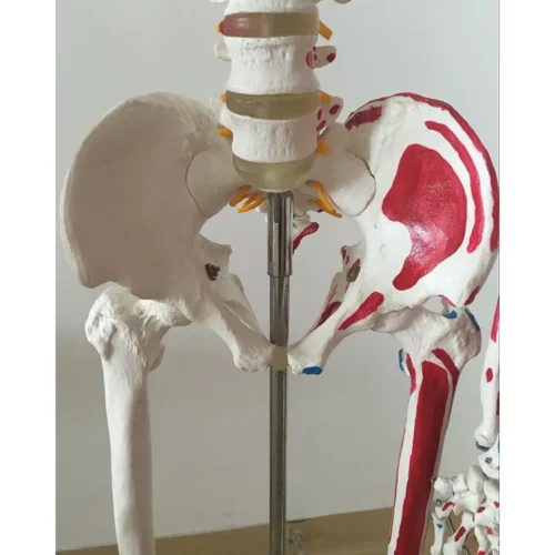 Alternative view of GD 男性全身骨骼附半身肌肉著色附韌帶模型 (GD/A11102)