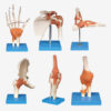 GD 功能型各關節模型 (GD/A11209)【6選1】