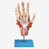 GD 手肌附主要血管神經模型 (GD/A11307)
